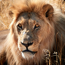 ETOSHA NATIONALPARK1