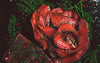 Graved Lachs mit Rosa Pfeffer
